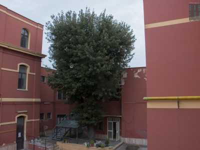 Si tratta di un leccio alto 12 metri e della circonferenza di 215 centimetri